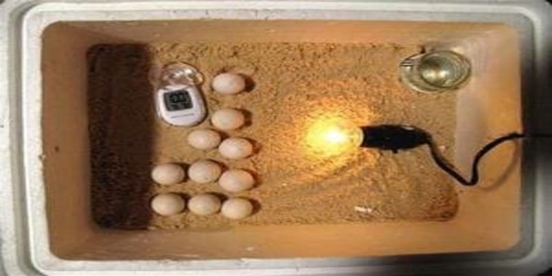 Cách làm mô hình máy ấp trứng gà với giá rẻ