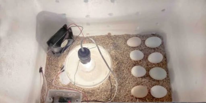 Cách làm mô hình máy ấp trứng gà mini tại nhà